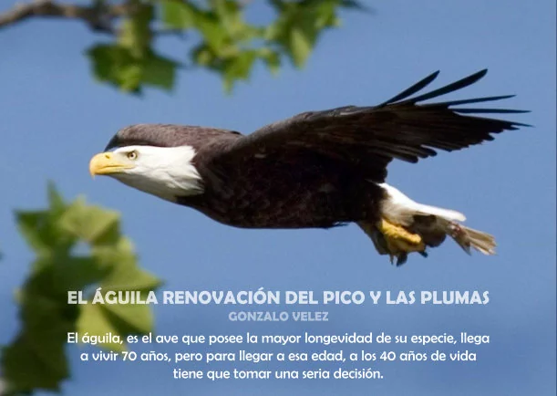 Imagen del escrito; El águila renovación del pico y las plumas, de Osho