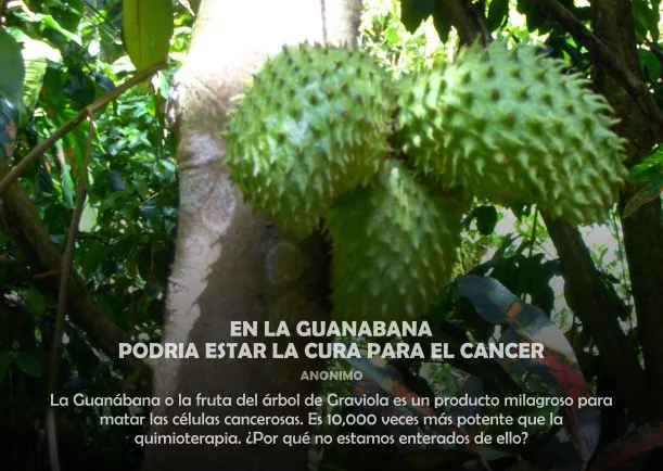 Imagen; En la guanábana podría estar la cura del cáncer; Jbn Lie