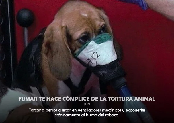 Imagen; Fumar te hace cómplice de la tortura animal; Jbn Lie