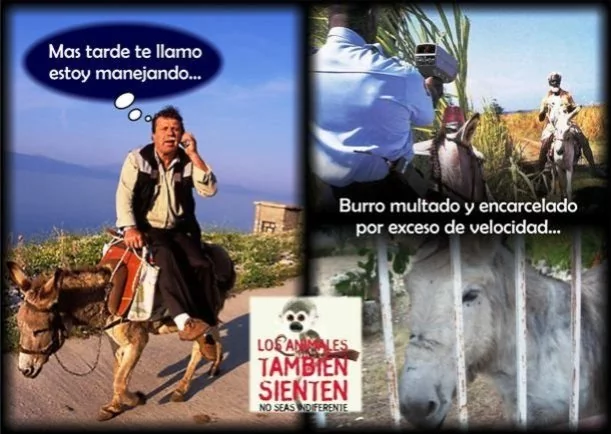 Imagen; El joven y el burro; Cuentos Y Moralejas