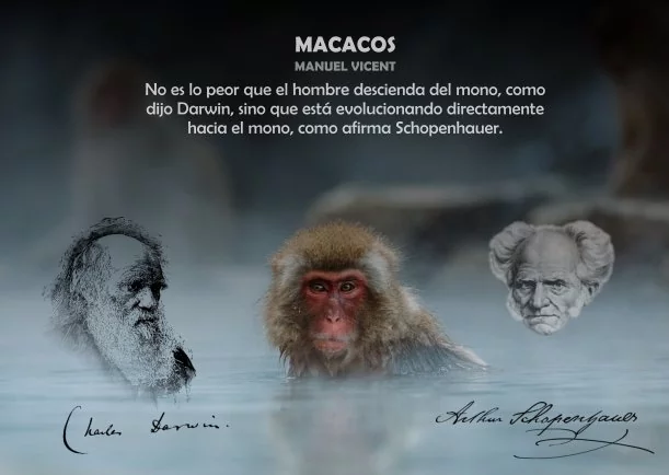 Imagen; Algunos Macacos se parecen a los humanos; Akashicos