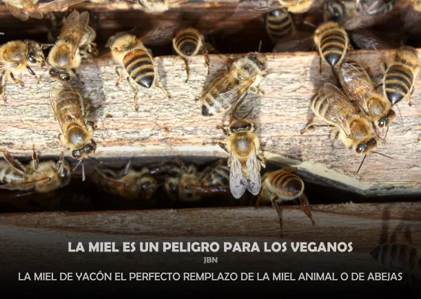 Imagen; La miel es un peligro para los veganos; Jbn Lie