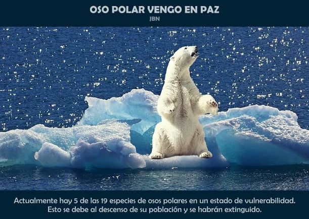 Imagen; Oso polar vengo en paz; Anonimo