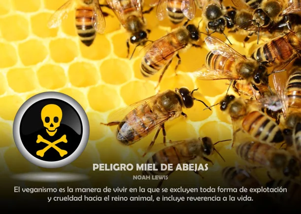 Imagen; Peligro miel de abejas; Akashicos
