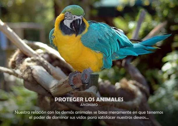 Imagen; Proteger los animales; Akashicos